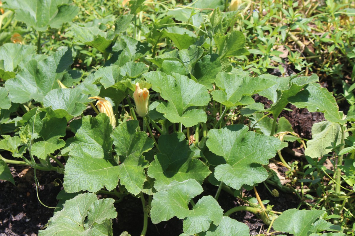 Cucurbita maxima Duchesne